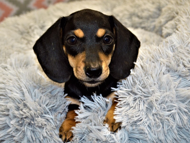 Dachshund-DOG-Male-Black and Tan-3101271-Petland Dunwoody Puppies For Sale