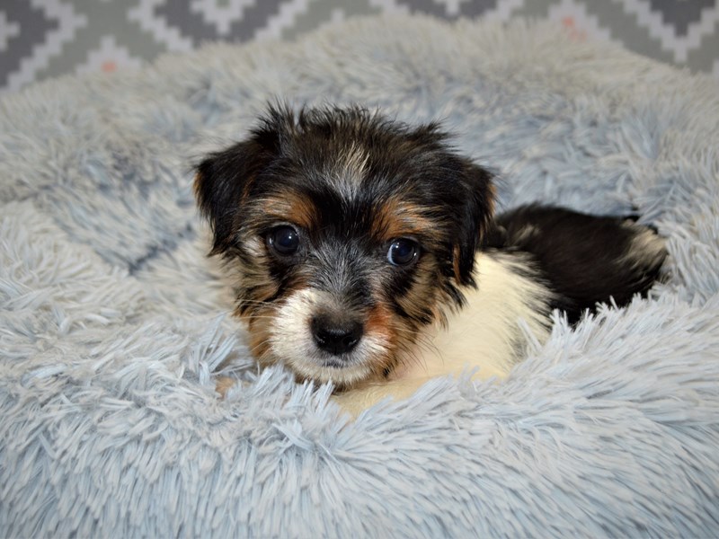 Yorkshire Terrier-DOG-Female-Black Tan and White-3132642-Petland Dunwoody Puppies For Sale