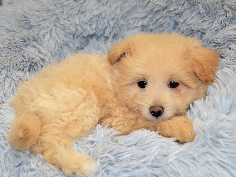 Pom-A-Poo-DOG-Female-Red-3134373-Petland Dunwoody Puppies For Sale
