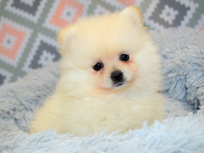 Pomeranian-DOG-Female-Cream-3134486-Petland Dunwoody Puppies For Sale