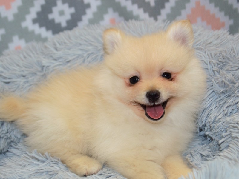 Pomeranian-DOG-Male-Cream-3134475-Petland Dunwoody Puppies For Sale