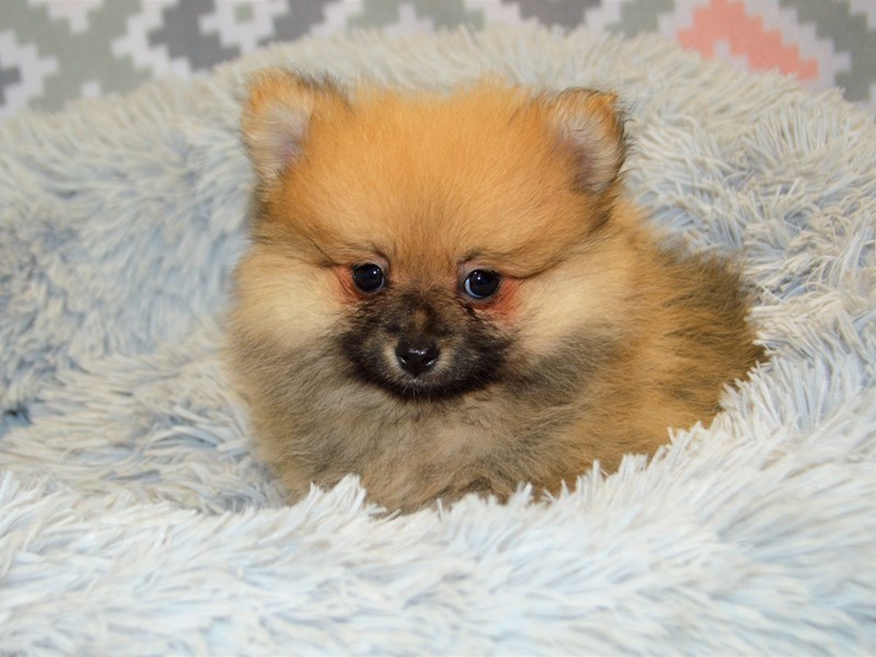 Pomeranian-DOG-Male-Red-3134453-Petland Dunwoody Puppies For Sale