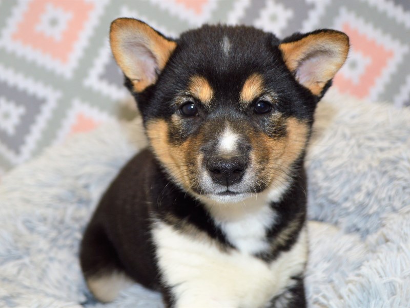 Shiba Inu-DOG-Female-Black and Tan-3134351-Petland Dunwoody Puppies For Sale
