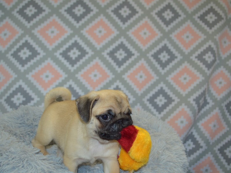 Pug-DOG-Male-Fawn-3112803-Petland Dunwoody Puppies For Sale