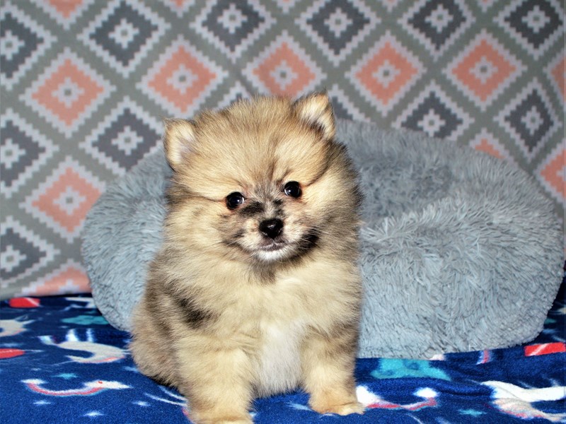 Pomeranian-DOG-Male-Blue Merle-3134415-Petland Dunwoody Puppies For Sale