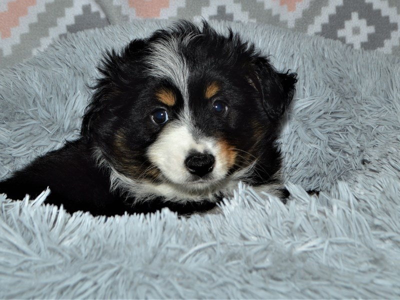 Miniature Australian Shepherd-DOG-Male-Black Tri-3134337-Petland Dunwoody Puppies For Sale