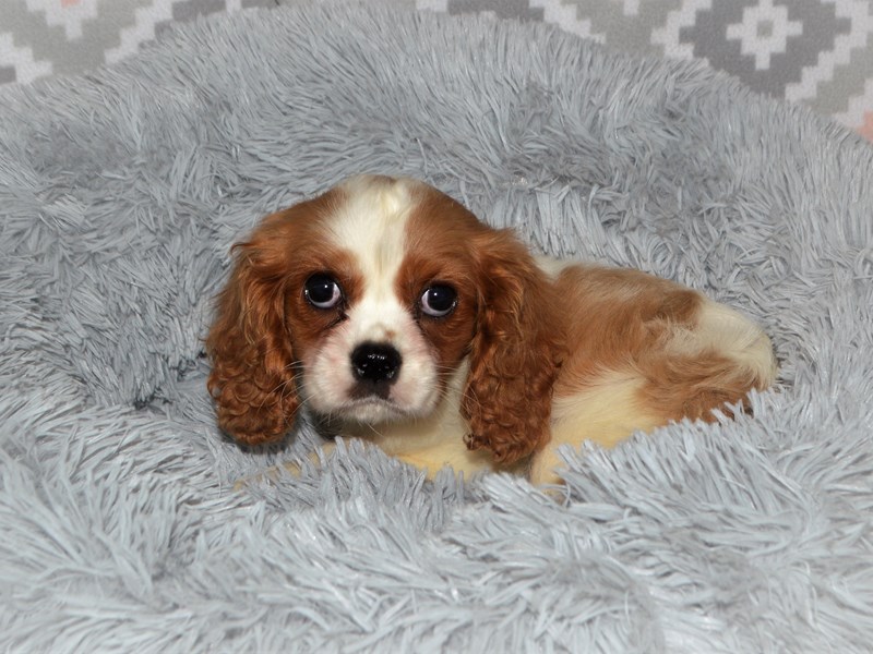 Cavalier King Charles Spaniel-DOG-Male-Blenheim-3134283-Petland Dunwoody Puppies For Sale