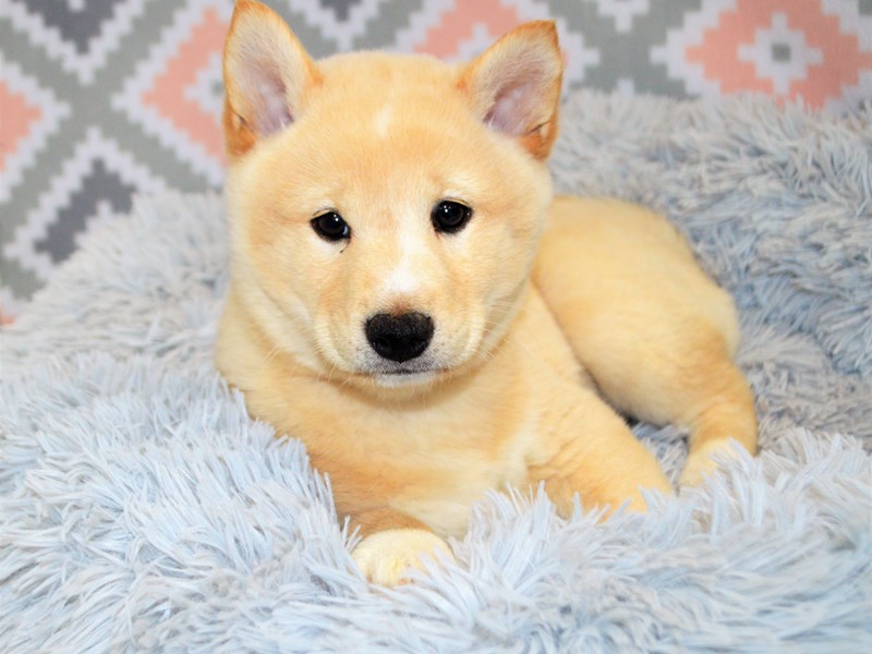 Shiba Inu-DOG-Male-Cream-3144145-Petland Dunwoody Puppies For Sale