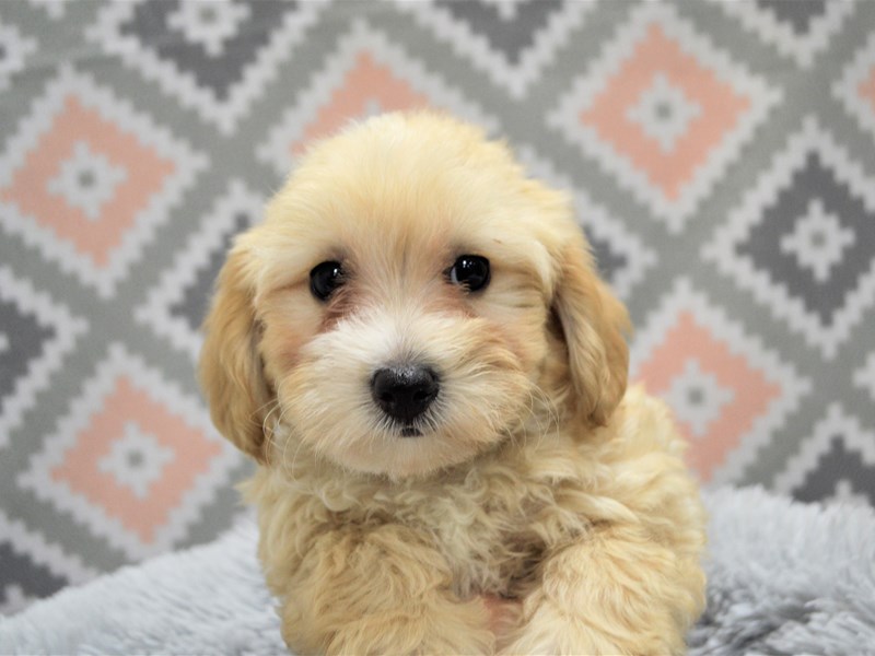 Malti-Poo-DOG-Female-Apricot-3144158-Petland Dunwoody Puppies For Sale