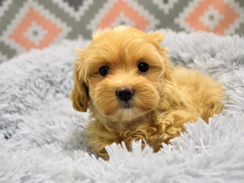 Malti-Poo-DOG-Male-Apricot-3144156-Petland Dunwoody Puppies For Sale