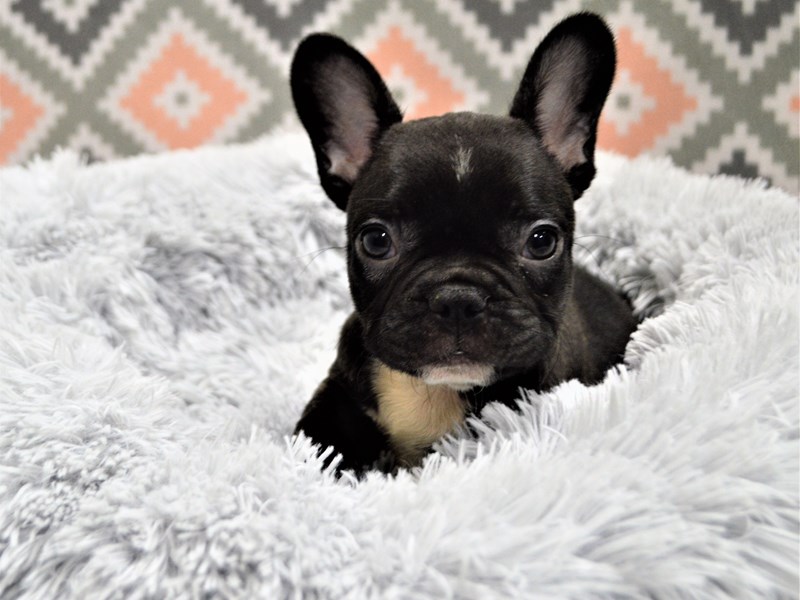 French Bulldog-DOG-Male-Brindle-3144172-Petland Dunwoody Puppies For Sale