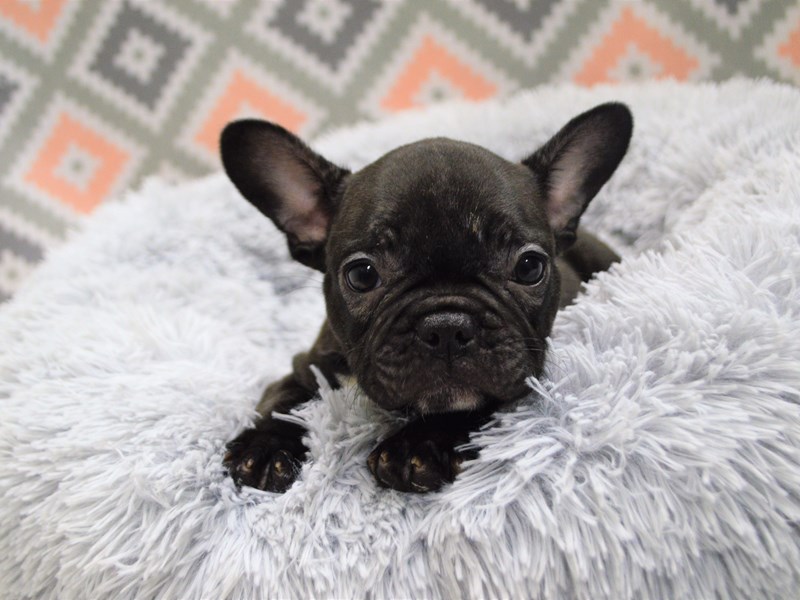 French Bulldog-DOG-Male-Brindle-3144173-Petland Dunwoody Puppies For Sale
