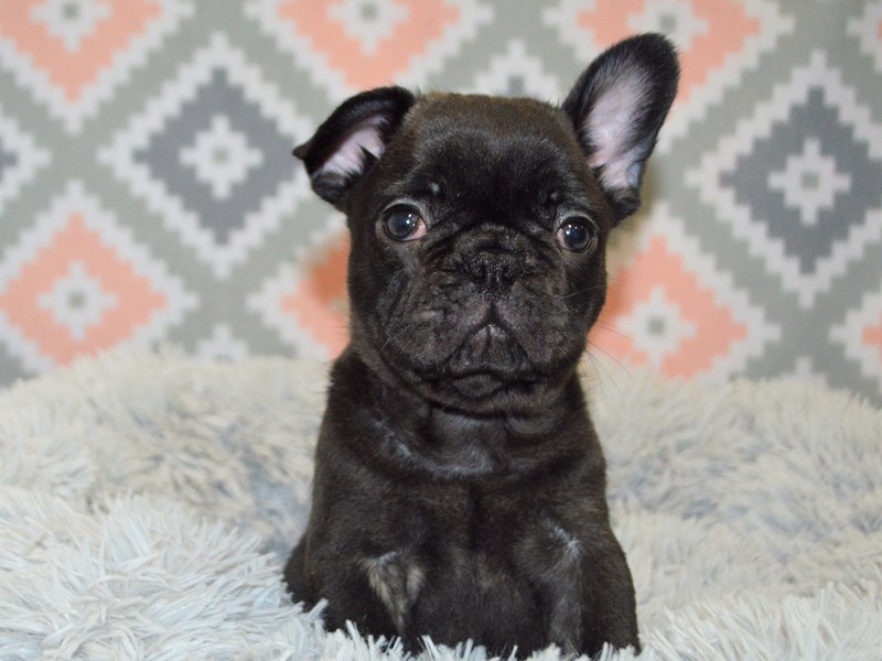 French Bulldog-DOG-Male-Black-3144662-Petland Dunwoody Puppies For Sale