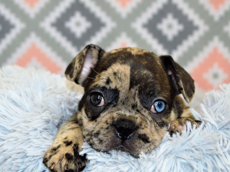 French Bulldog-DOG-Female-Chocolate Merle-3144671-Petland Dunwoody Puppies For Sale