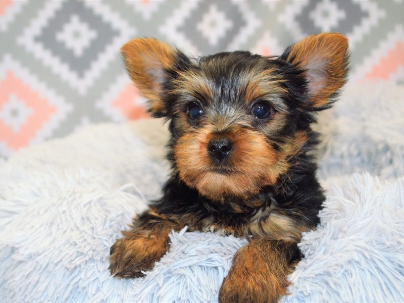 Yorkshire Terrier-DOG-Male-Black and Tan-3144681-Petland Dunwoody Puppies For Sale
