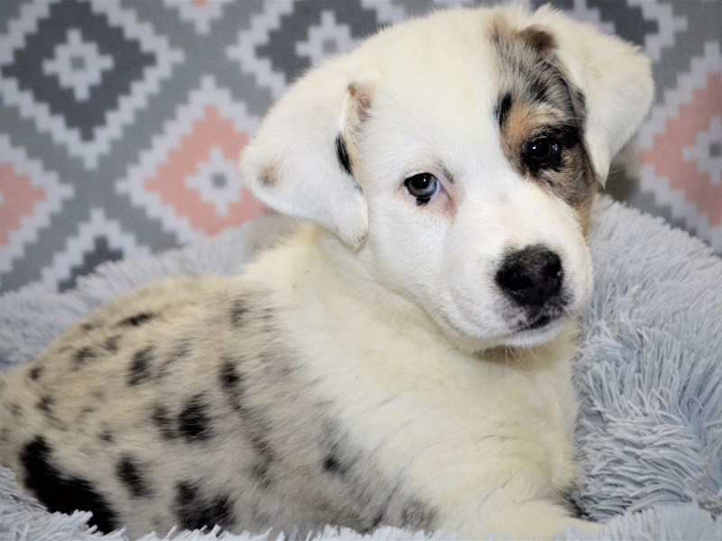 Australian Shepherd-DOG-Male-Blue Merle and White-3144721-Petland Dunwoody Puppies For Sale