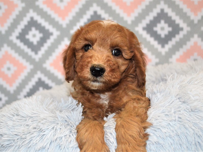 2nd Generation Mini Goldendoodle-DOG-Male-Apricot-3144732-Petland Dunwoody Puppies For Sale