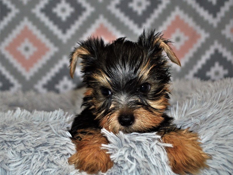 Yorkshire Terrier-DOG-Male-Black and Tan-3155075-Petland Dunwoody Puppies For Sale