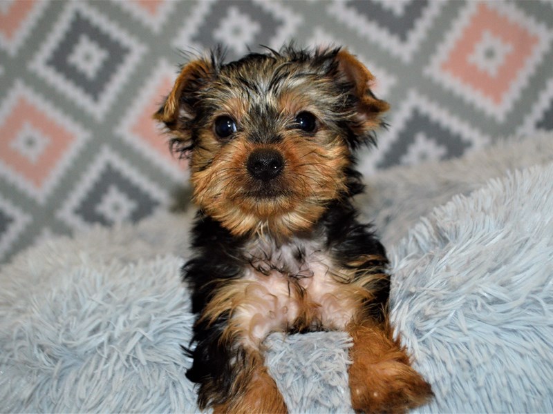 Yorkshire Terrier-DOG-Female-Black and Tan-3155086-Petland Dunwoody Puppies For Sale