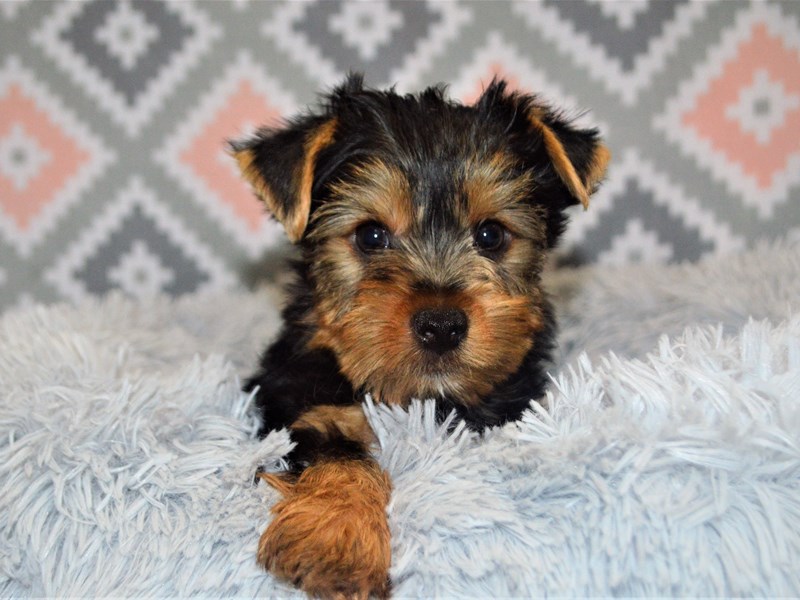 Yorkshire Terrier-DOG-Male-Black and Tan-3155066-Petland Dunwoody Puppies For Sale