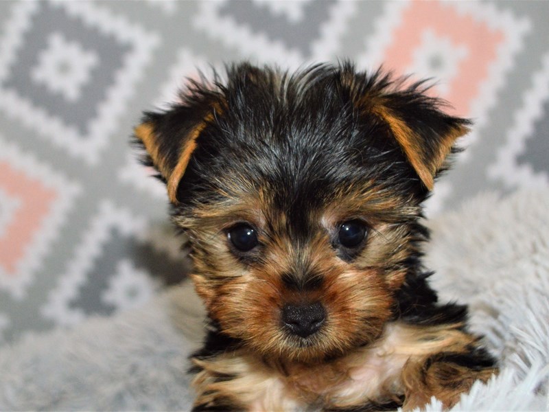 Yorkshire Terrier-DOG-Female-Black and Tan-3155091-Petland Dunwoody Puppies For Sale