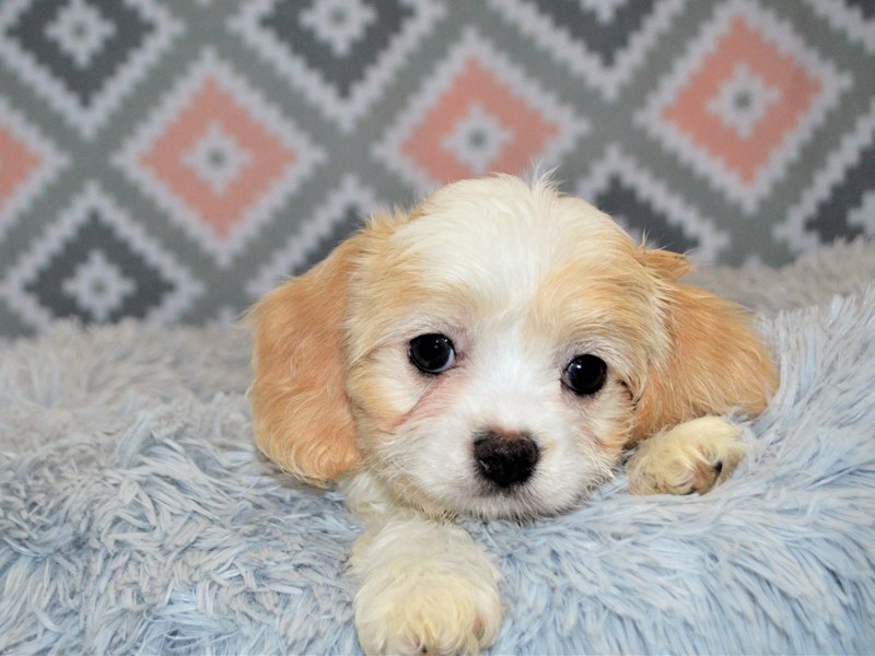 Cavachon-DOG-Female-Sable and White-3154939-Petland Dunwoody Puppies For Sale