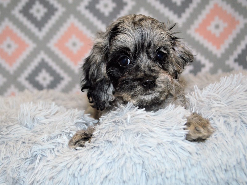 Cockapoo-DOG-Female-Merle-3154969-Petland Dunwoody Puppies For Sale