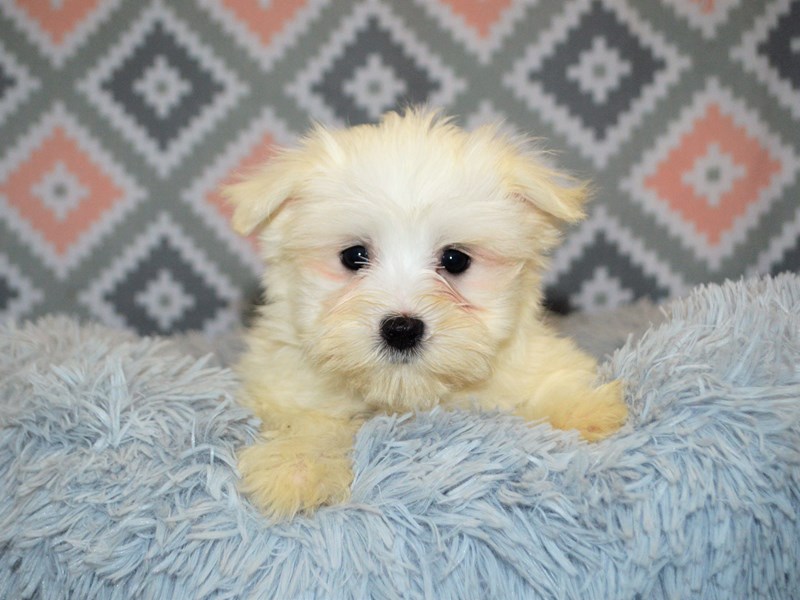 Maltese-DOG-Female-White-3154776-Petland Dunwoody Puppies For Sale