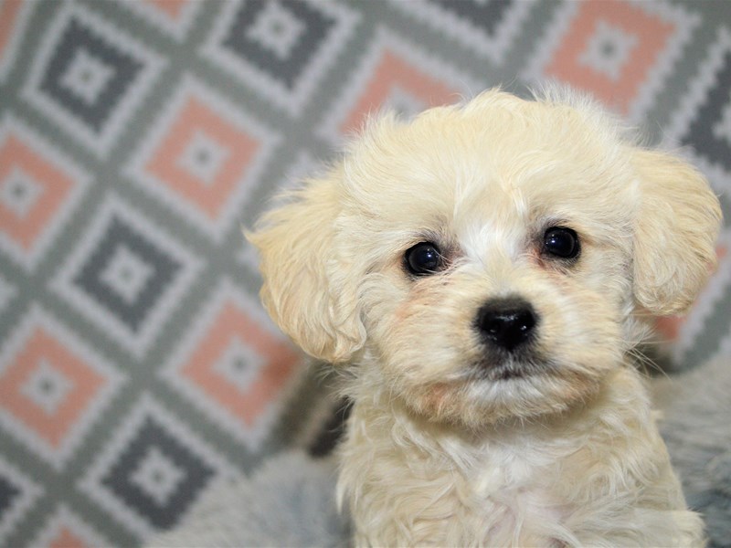 Morkie Poo-DOG-Male-Cream and Apricot-3155049-Petland Dunwoody Puppies For Sale