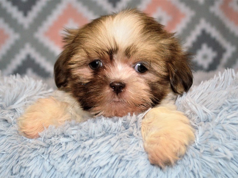 Shih Tzu-DOG-Male-Brown and White-3154886-Petland Dunwoody Puppies For Sale