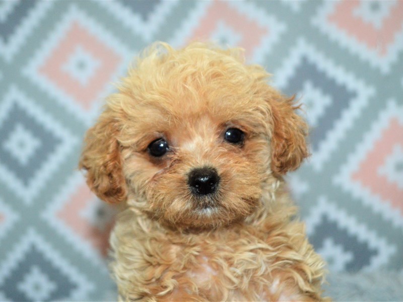 Morkie Poo-Female-Apricot-3155053-Petland Dunwoody Puppies For Sale