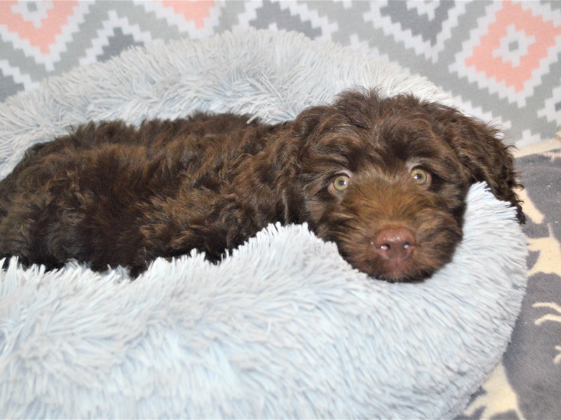 Mini Aussie Poo-Male-Chocolate-3154634-Petland Dunwoody Puppies For Sale