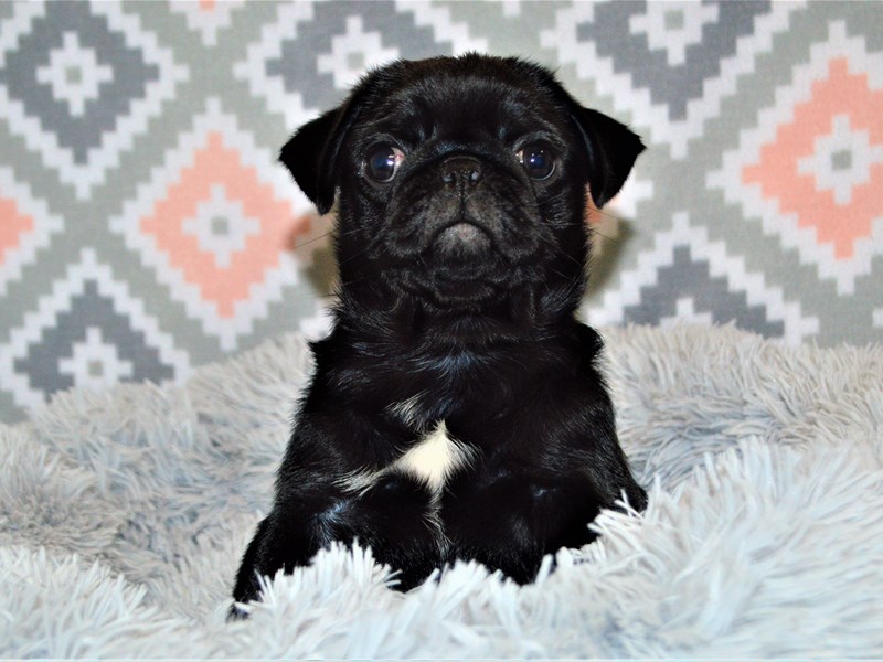 Pug-DOG-Female-Black-3155141-Petland Dunwoody Puppies For Sale