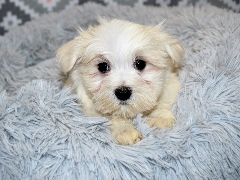 Maltese-DOG-Male-White-3154765-Petland Dunwoody Puppies For Sale