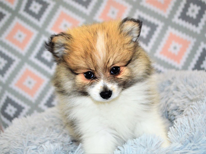 Pomeranian-DOG-Male-Sable and White-3154439-Petland Dunwoody Puppies For Sale