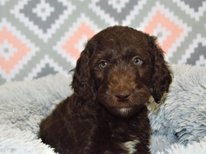 2nd Generation Mini Goldendoodle-DOG-Female-Chocolate-3155334-Petland Dunwoody Puppies For Sale