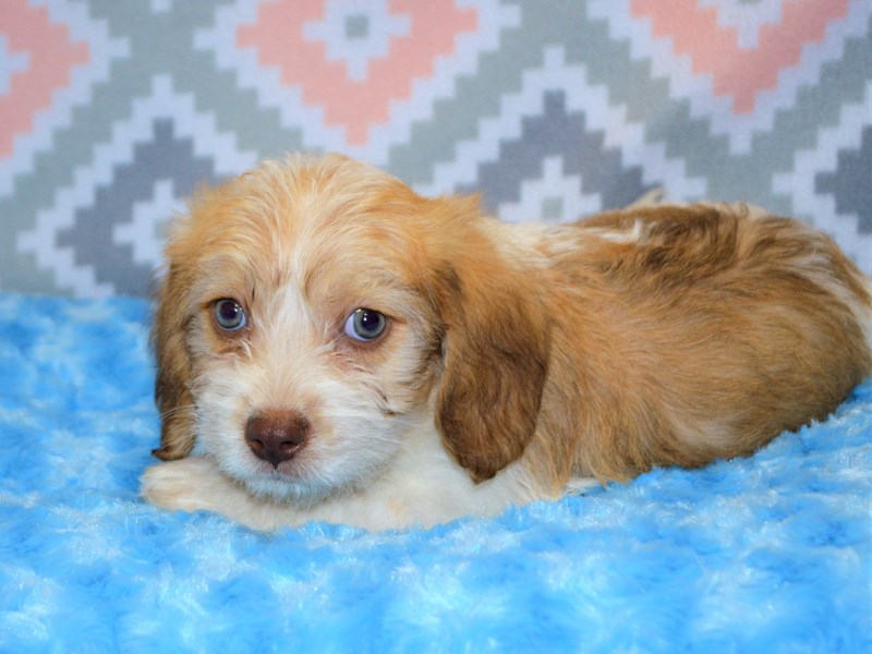 Beagle/Bichon Frise-Male-White and Brown-3123937-Petland Dunwoody Puppies For Sale