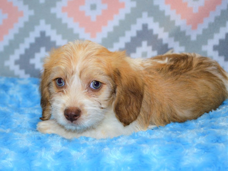 Beagle/Bichon Frise-Male-White and Brown-3123937-Petland Dunwoody