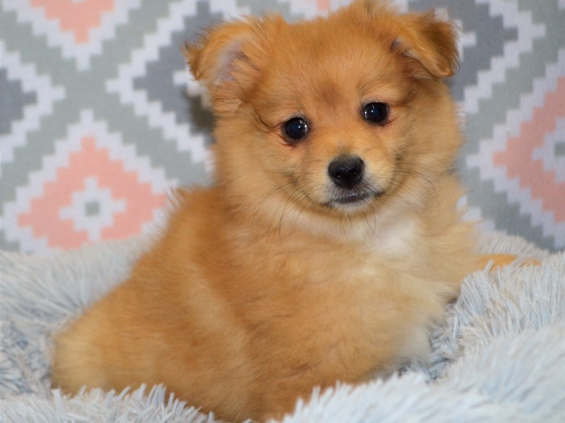 Pomchi-Male-Red-3122784-Petland Dunwoody Puppies For Sale