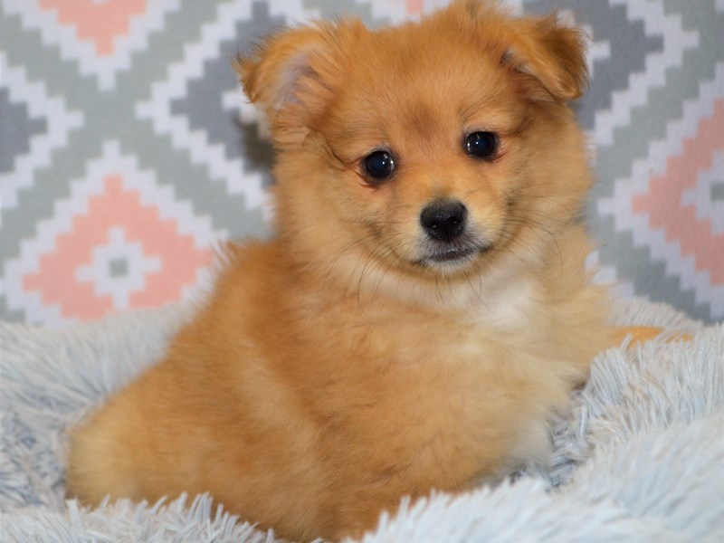 Pomchi-Male-Red-3122784-Petland Dunwoody