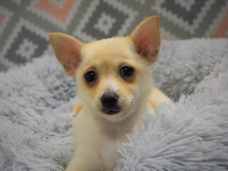 Pomchi-Female-Cream and White-3122782-Petland Dunwoody