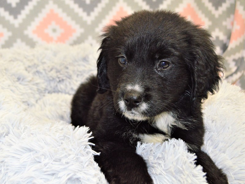 F1 Mini Goldendoodle-Male-Black and White-3144143-Petland Dunwoody Puppies For Sale