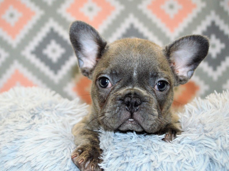 French Bulldog-DOG-Female-Blue-3144667-Petland Dunwoody Puppies For Sale