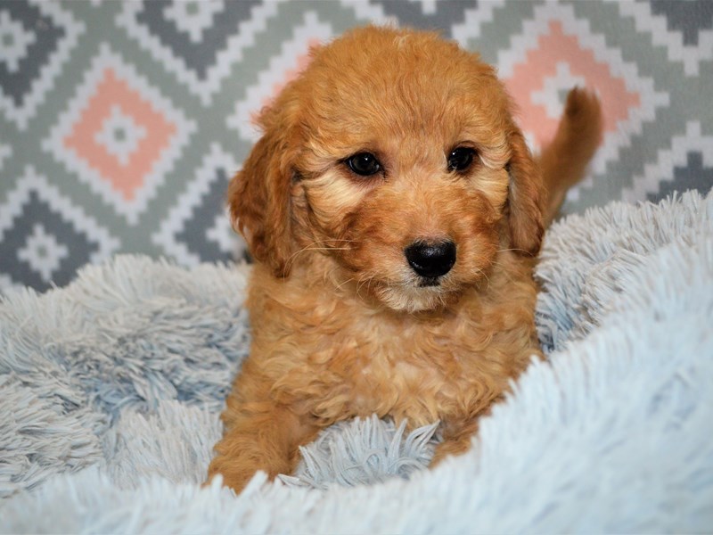 2nd Generation Mini Goldendoodle-DOG-Female-Apricot-3144738-Petland Dunwoody Puppies For Sale