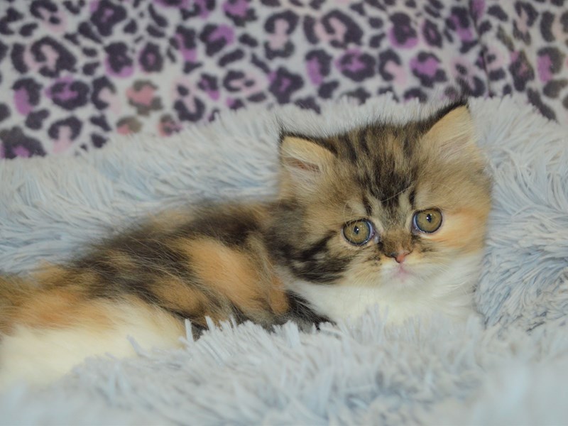 Exotic Longhair-Female-Chocolate Calico-3146393-Petland Dunwoody