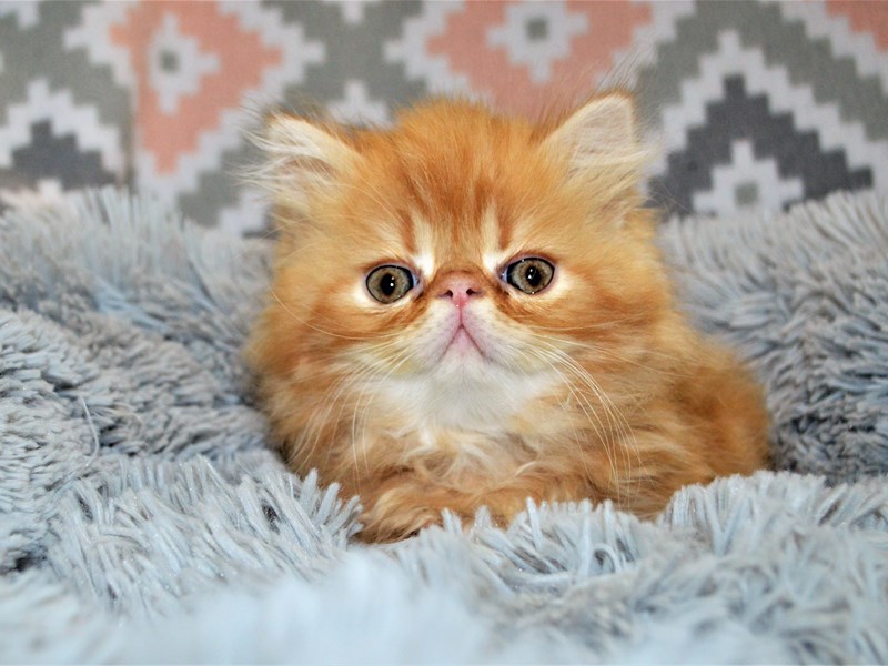 Exotic Longhair-Male-Red Tabby-3146378-Petland Dunwoody Puppies For Sale