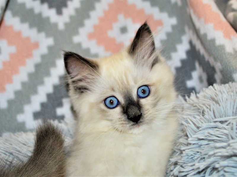Blue point male shop ragdoll cat