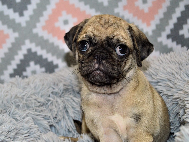 Pug-DOG-Male-Fawn merle-3155163-Petland Dunwoody Puppies For Sale
