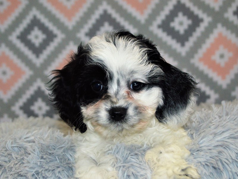 Cockapoo-DOG-Female-Black and White-3154970-Petland Dunwoody Puppies For Sale