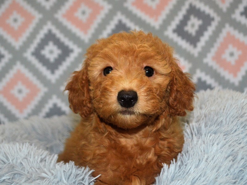 F1B Mini Goldendoodle-DOG-Female-Red-3155227-Petland Dunwoody Puppies For Sale
